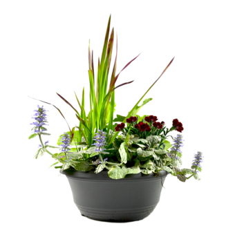 Bepflanzte Schale Herbstorchester