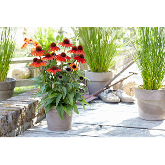 Echinacea Sombrero 19 cm