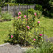 Zierspalier Zen H 122 x B 30 cm