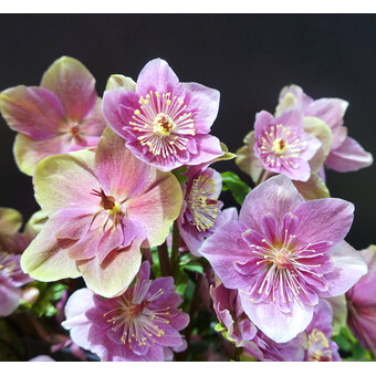 Schneerose/ Christrose Sondersorten