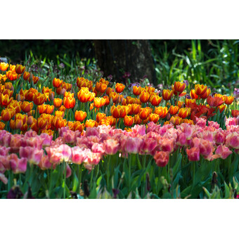 Tulpen Mix