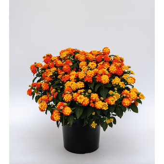 Lantana Camara Busch (Wandelröschen)