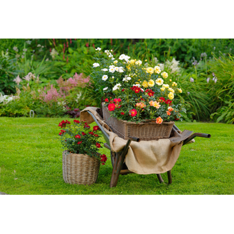 Bienen- und insektenfreundliche Rosen
