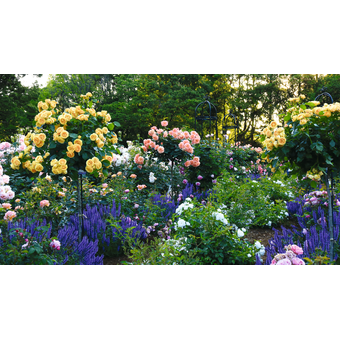 Rosenstämmchen – Die Königin der Blumen