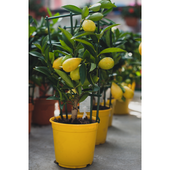 Citrus Lemon (Zitruspflanzen) 80 cm