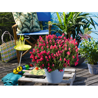 Antirrhinum (Löwenmäulchen) 12 cm