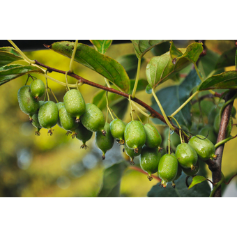 Actinidia (Kiwi)