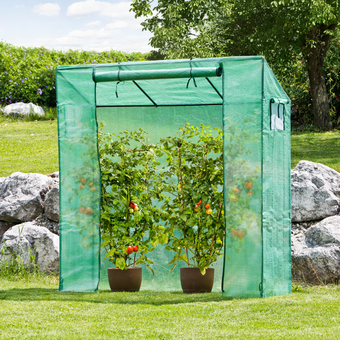 Tomatengewächshaus