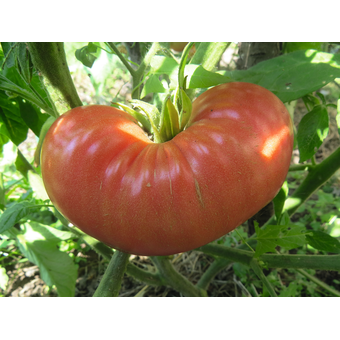 Tomate »Rosa« Bulgarische Fleischtomate, alte Sorte