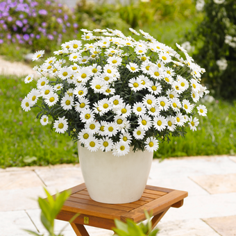 Margeriten Busch