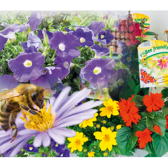 Bienenweidepflanzen »Bee-friendly« 19 cm
