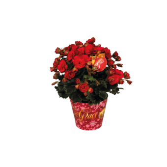 Begonien Grace rot, gefüllt
