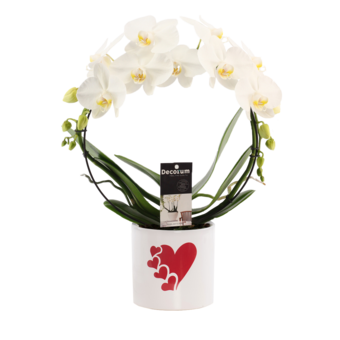 Orchideen Bogen im Herzübertopf