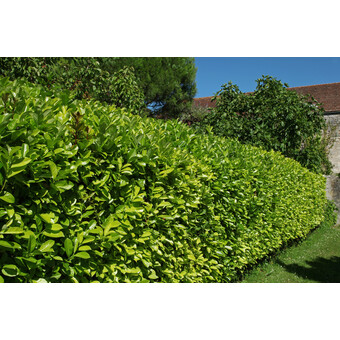Kirschlorbeer/  Prunus lauroc. 'Herbergii'