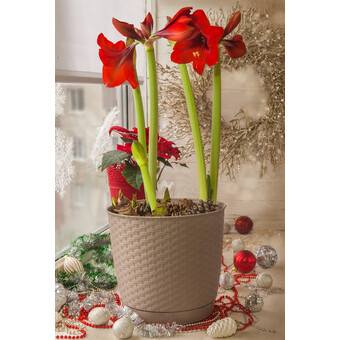 Amaryllis Magic