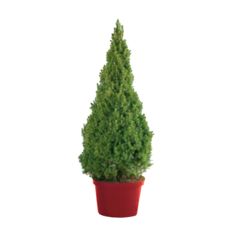 Zuckerhutfichte Picea Glauca H 65 cm