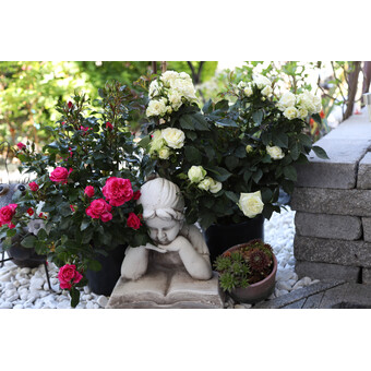Muttertagsrosen Busch