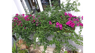 Balkon blumen
Fotowettbewerb