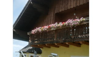 Blumen gehören für mich zur Sommerzierde auf meinen Balkon und das diese Blumen auch noch Nahrung für die Bienen sind, ist noch viel lebensnotwendiger als die Schönheiten fürs Auge. 