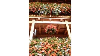 Mein Blumenparadies