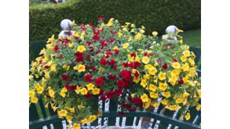 Meine Balkonblumen