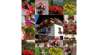 Blumen, meine Leidenschaft 🌺
