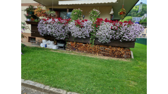 Blumenpracht