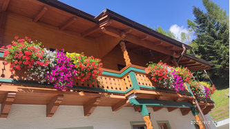 Balkonblumen auf der Ostseite unseres Hauses.
Auf der wetterabgewandten Seite des Hasus haben die Balkonblumen die Hagelschauer und starken Regenfälle doch einigermassen gut überstanden!