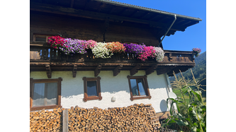 Farbenfrohe Surfinienpracht 