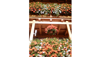 Blumenmeer