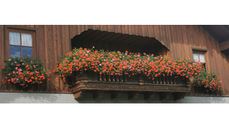 Balkonblumen von Ihrer schönsten Seite! 