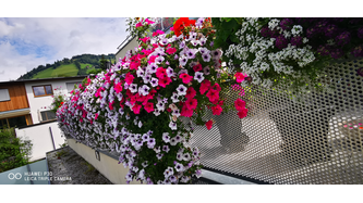 Balkonblumen und Blumenwiesen 
Meine Blumen auf unserer Terrasse und Wiesenblumen im Blumenkasten. 