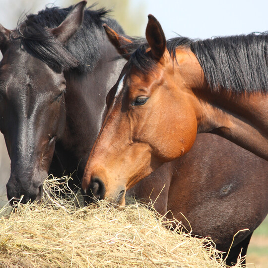 Pferdezubehör kaufen | Lagerhaus Salzburg