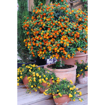 Lantana - Wandelröschen Stamm im 17er Topf