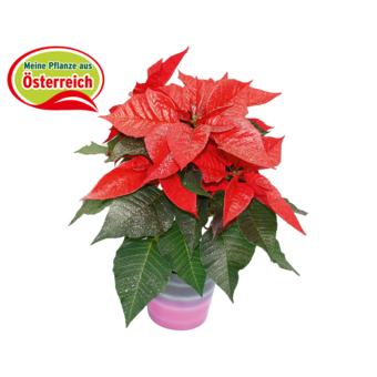 Weihnachtsstern
