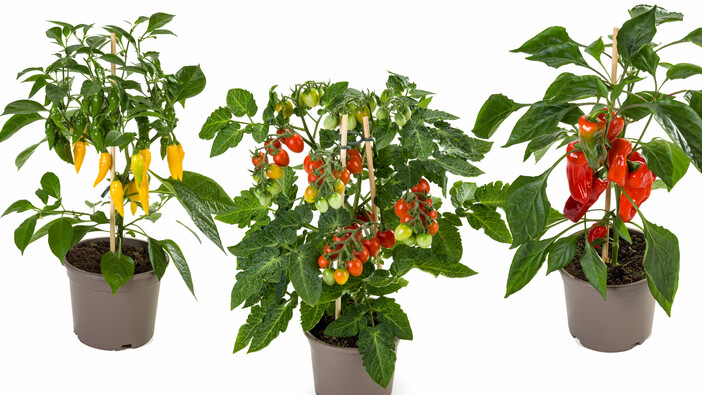 Gemüse-Mix Pick-&-Joy® - Pflanze des Monats Mai Impression #1