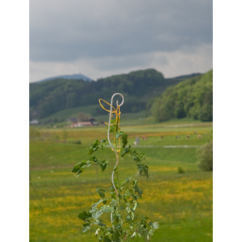Tomatenspiralstab mit Haken 180 cm